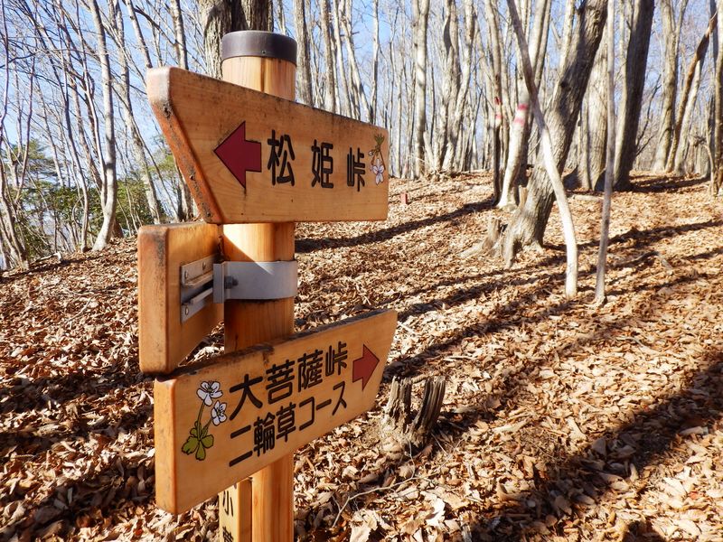 二輪草コースを右に分ける