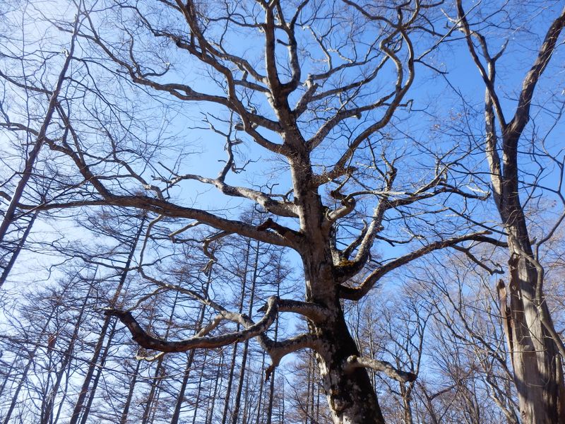 大きなブナの木