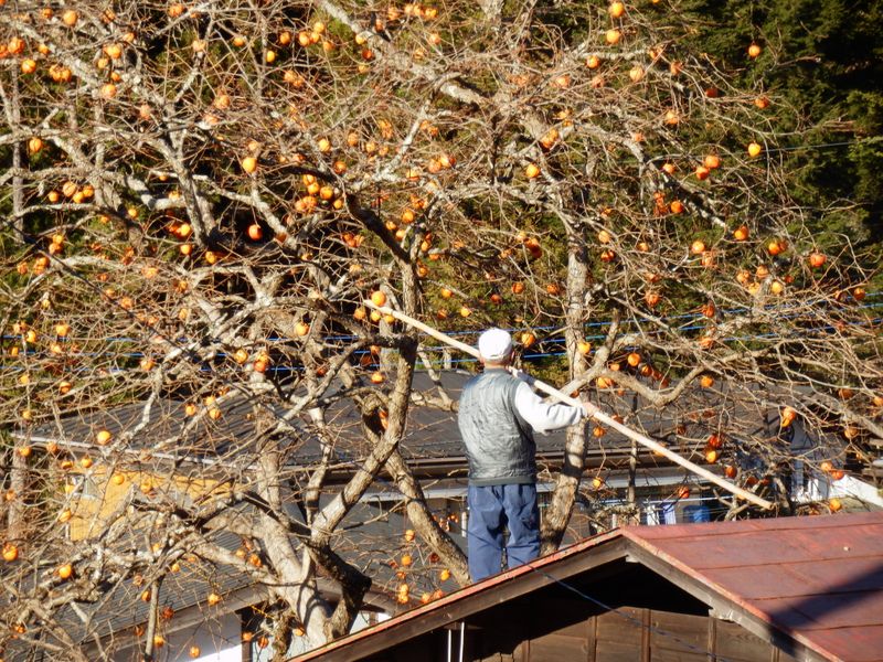 柿を収穫する人