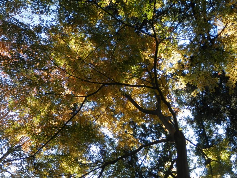 紅いモミジはなかったが、黄葉はまだたくさんあった