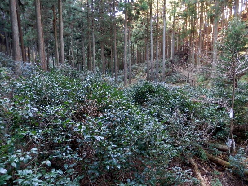 雲の峰と大峰山の鞍部の峠