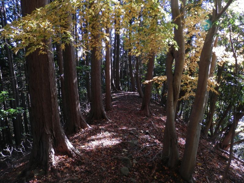 気持ちのいい尾根道