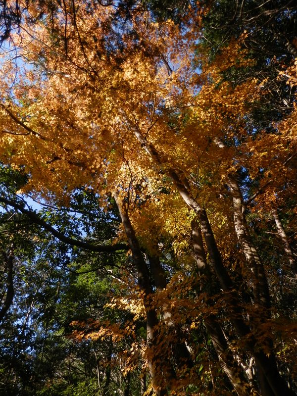黄金のように輝く黄葉