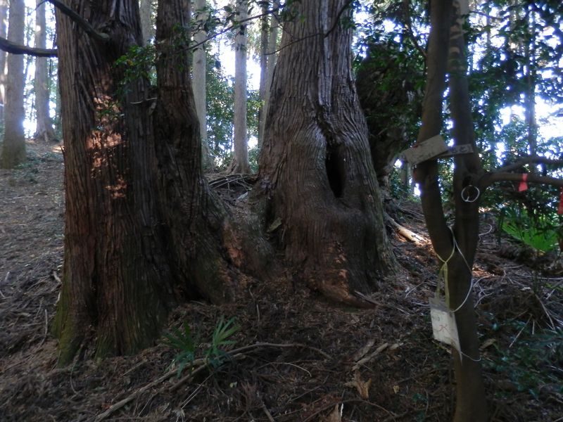 水口峠のご神木