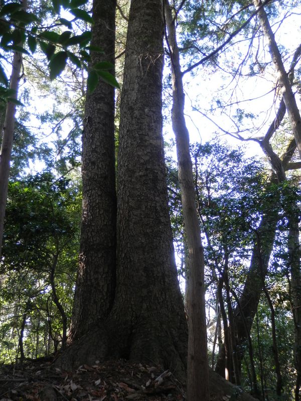 すらりと美人モミ姉妹