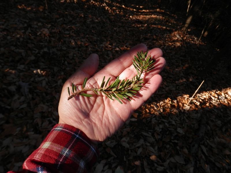 ツガ（栂）の小枝