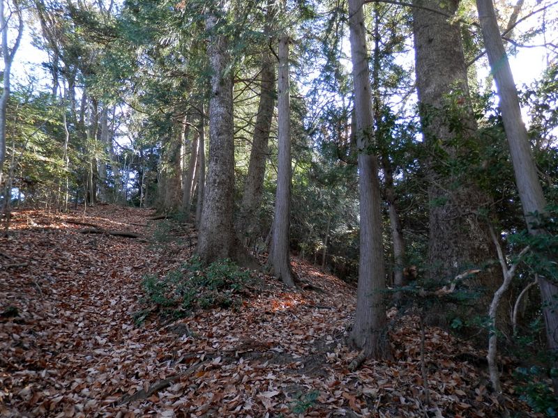 ツガとモミの並木道