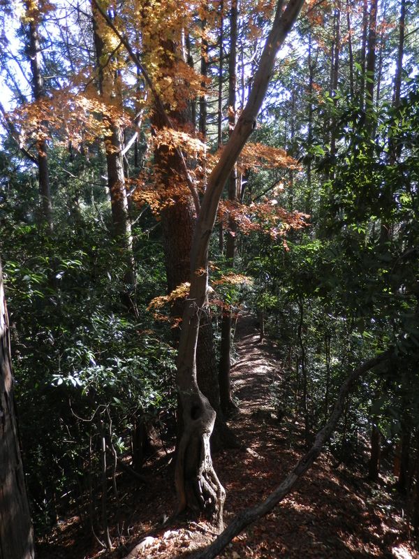 京都の古寺にあっても似合いそうなモミジ