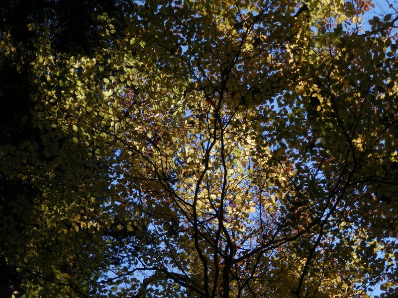 きれいな葉だなあ