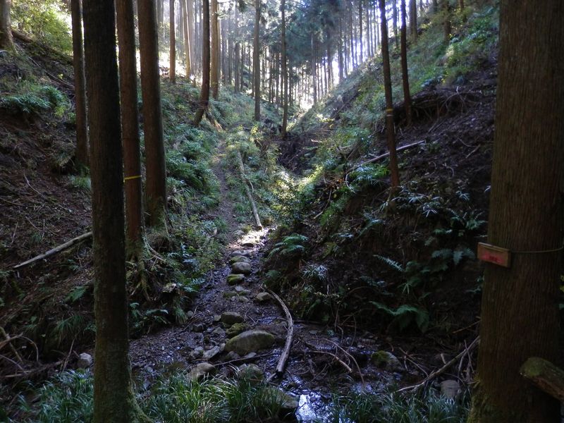 向こうの山道を登る