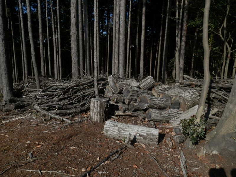 ここで昼食タイム