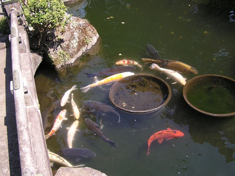 徳恩寺の錦鯉