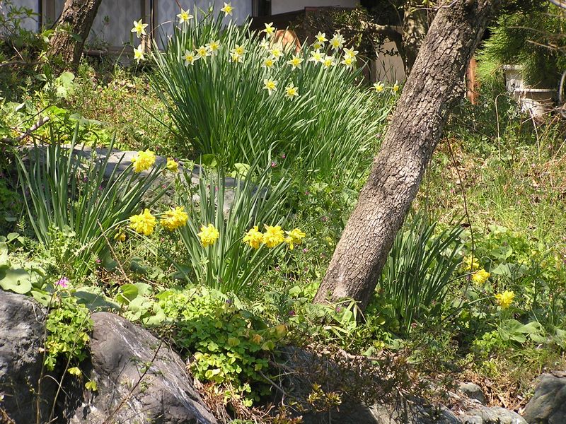 庭の雑草も春の賑わい