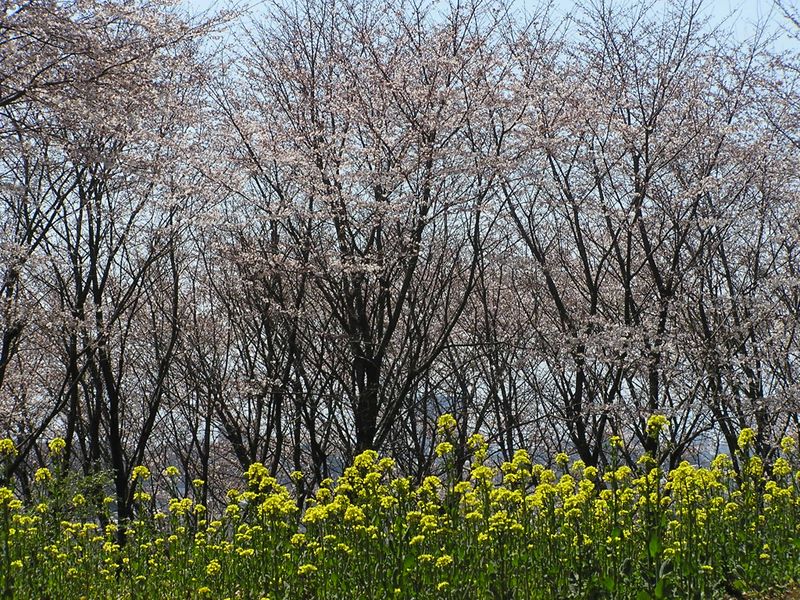 成瀬尾根 -- 尾根のところどころには畑地も