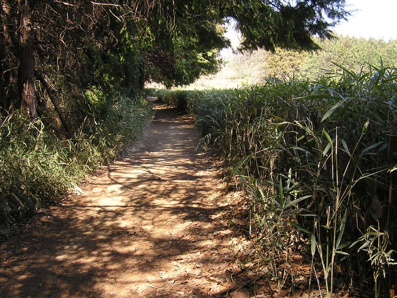 成瀬尾根 -- 開花したヒノキの下を歩く