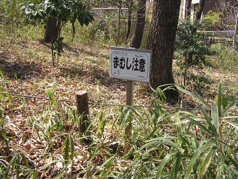 マムシは知らずに踏んだり触ったりすると危険