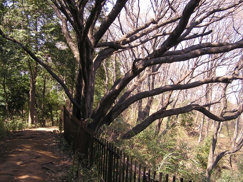 大きなヤマザクラ