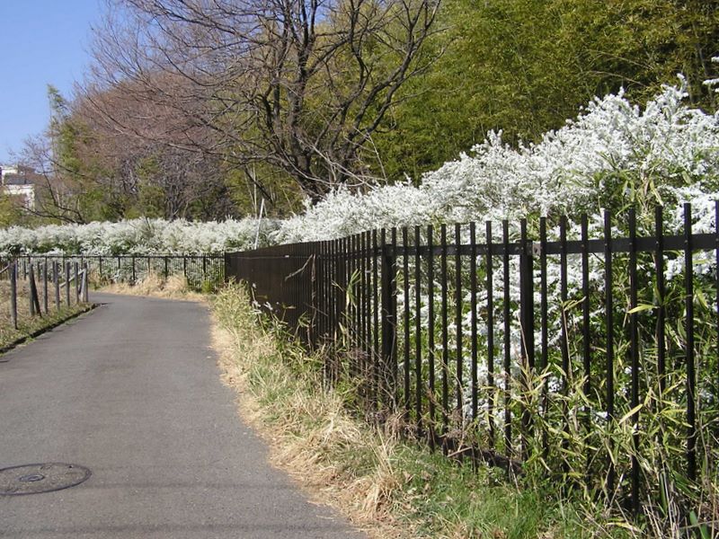 ユキヤナギが満開