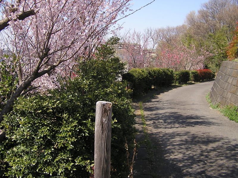 いろいろな花木が咲き並ぶ