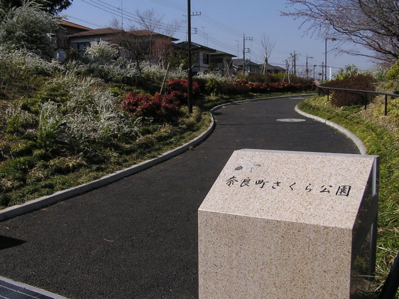 桜の見ごろには早すぎた