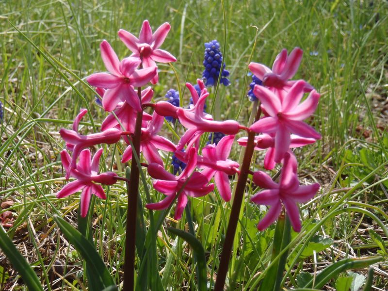 ヒヤシンスを路傍に植える人がいるんだ