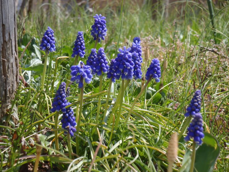ムスカリは勝手に繁殖する