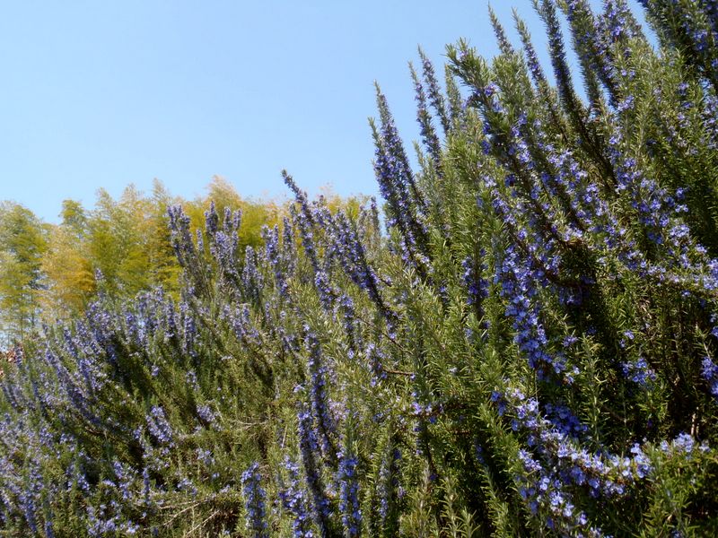 ラベンダーの一種かな？