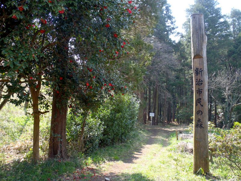 新治市民の森正門かな？