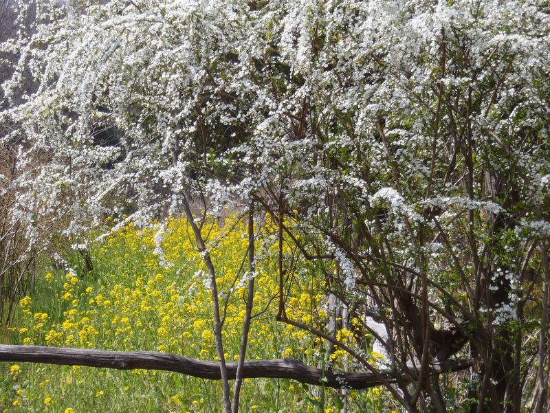 ユキヤナギ爛漫