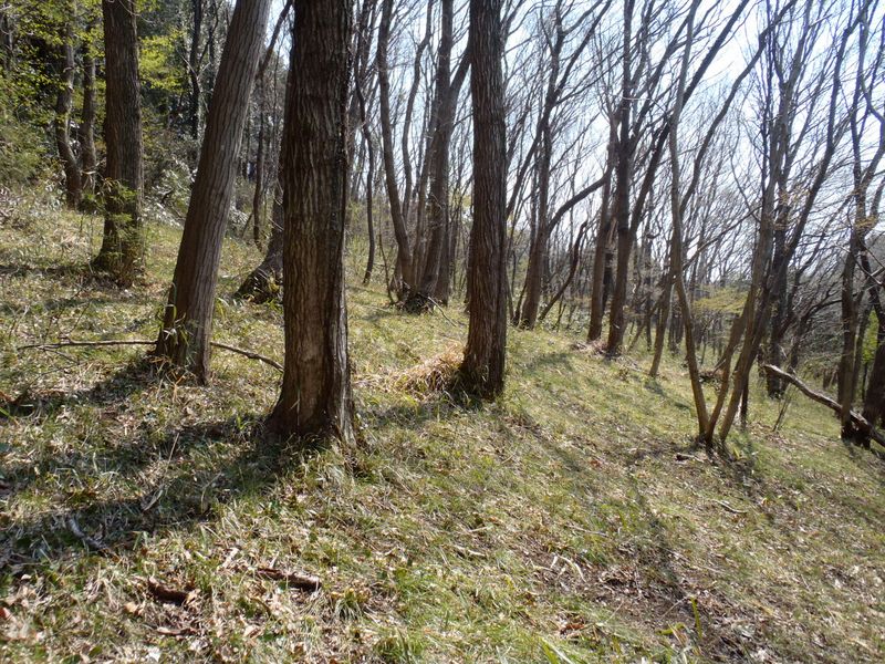 コナラやクヌギの里山