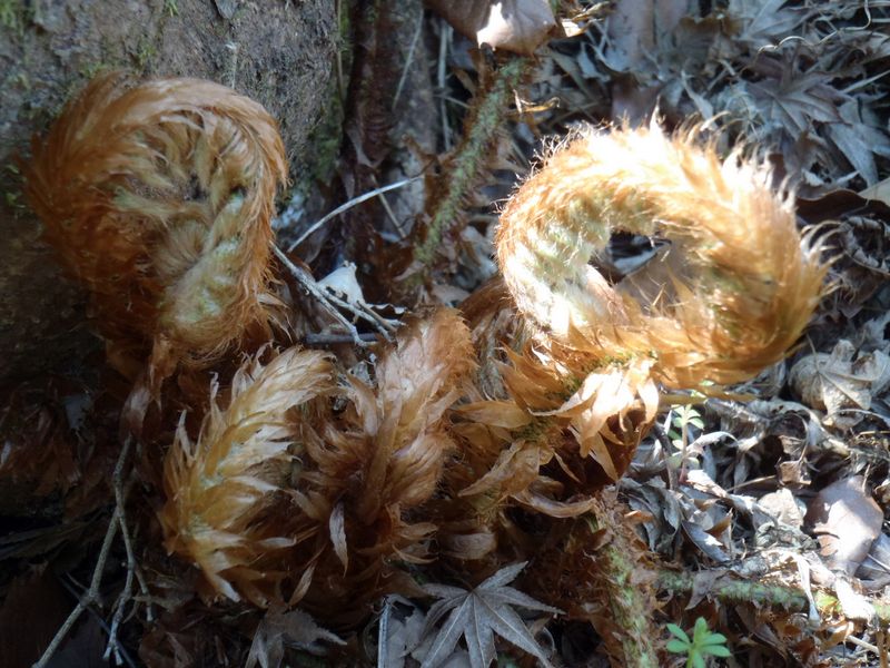 くるくるゼンマイ