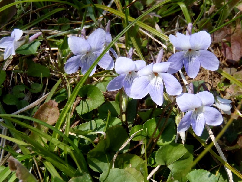 タチツボスミレ