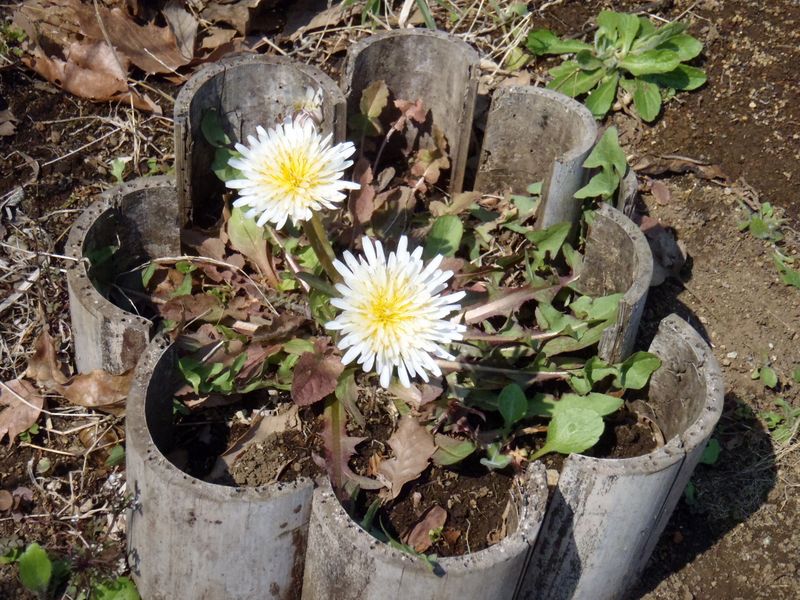 白花のタンポポ