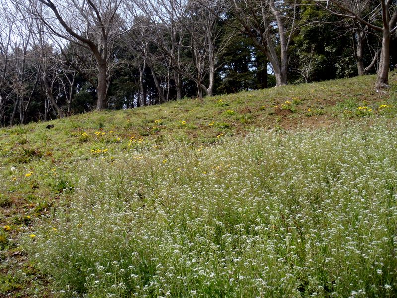 ペンペングサとタンポポ