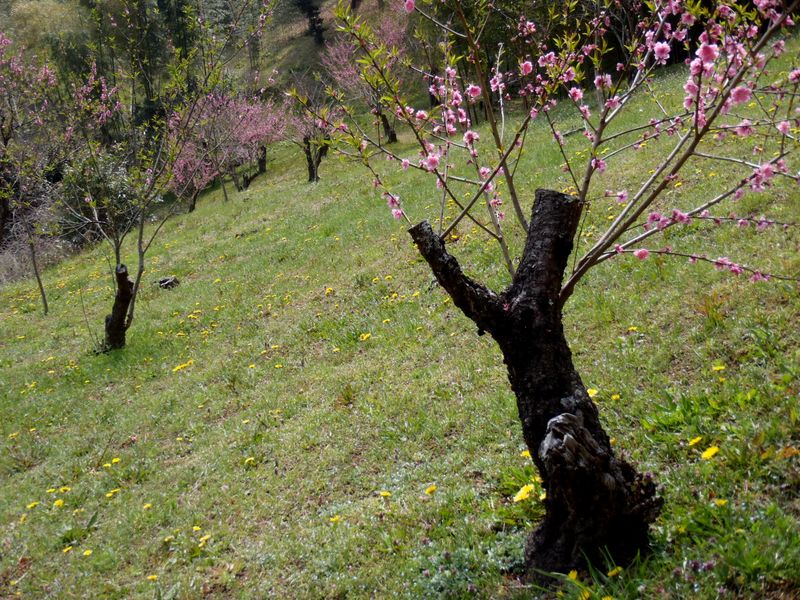 モモとタンポポ