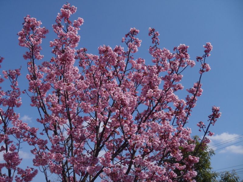 ヨウコウ（陽光）