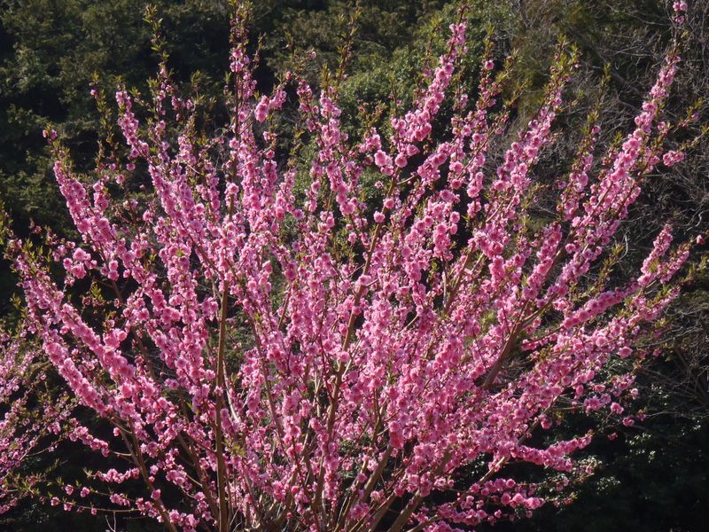 月遅れの桃の節句