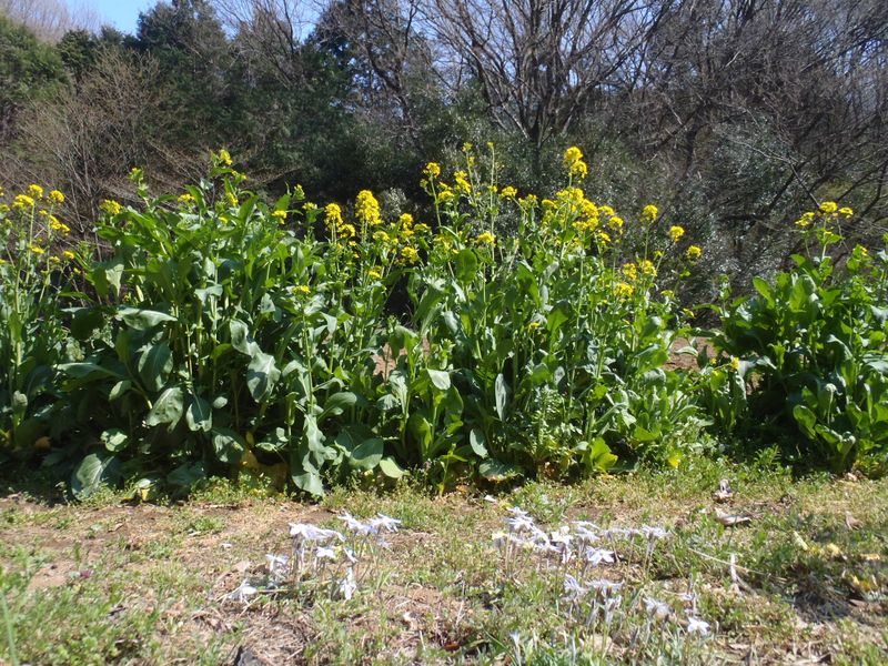 菜の花とハナニラ