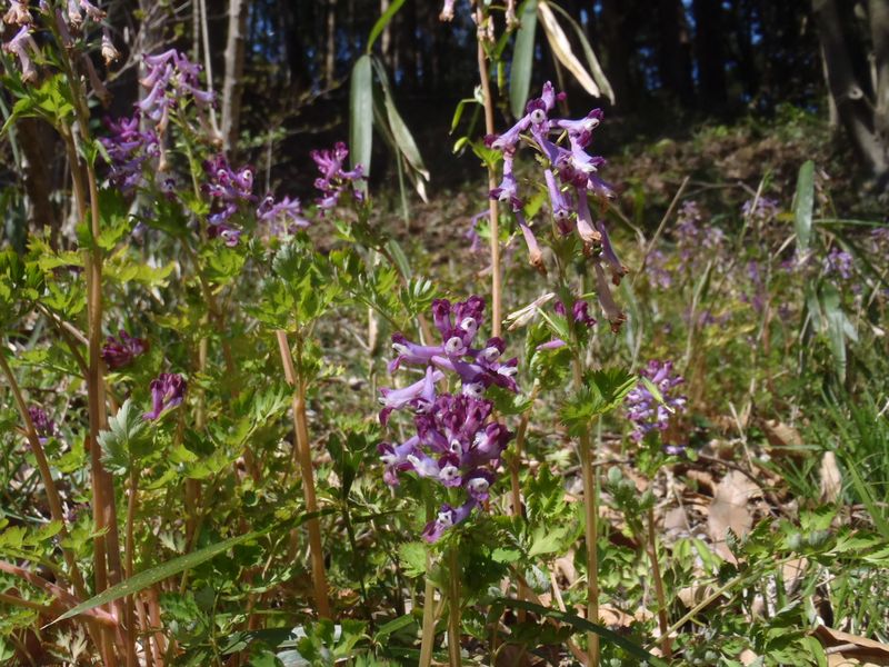 ムラサキケマン