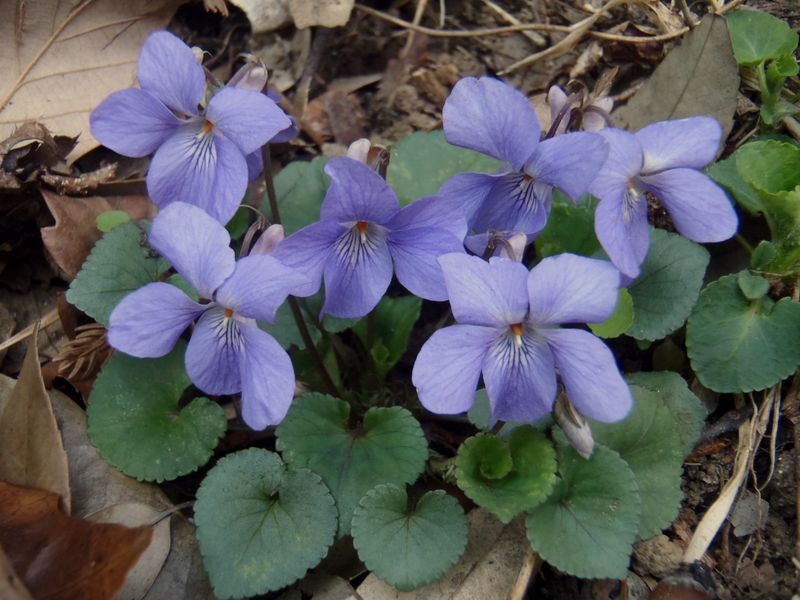 タチツボスミレ