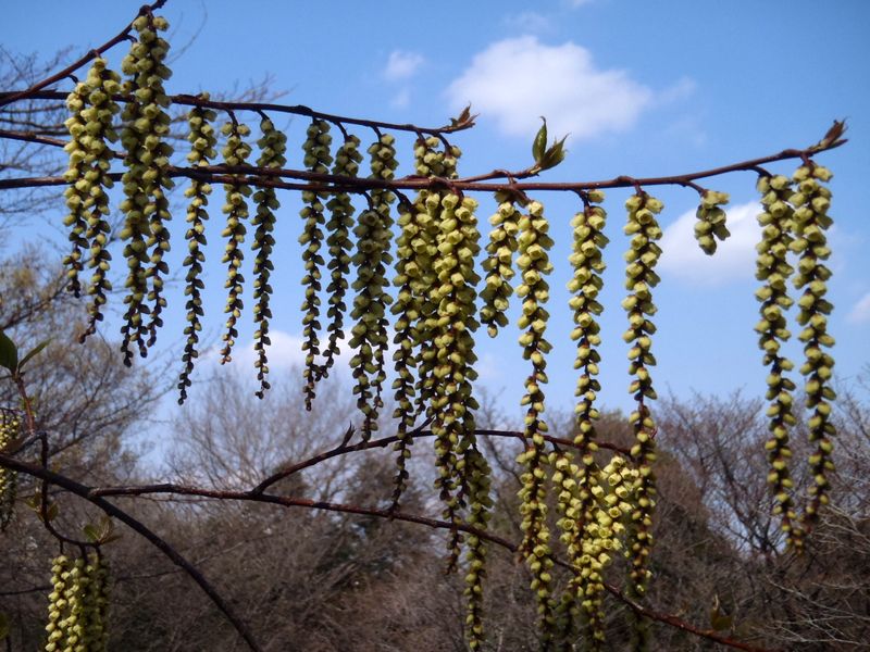 キブシ、風に吹かれて