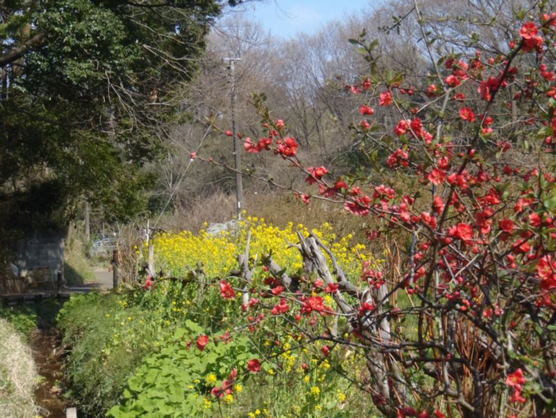 ボケと菜の花と