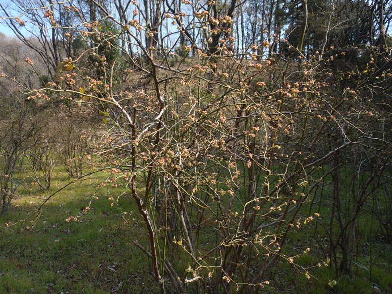 ブルーベリー園かな？