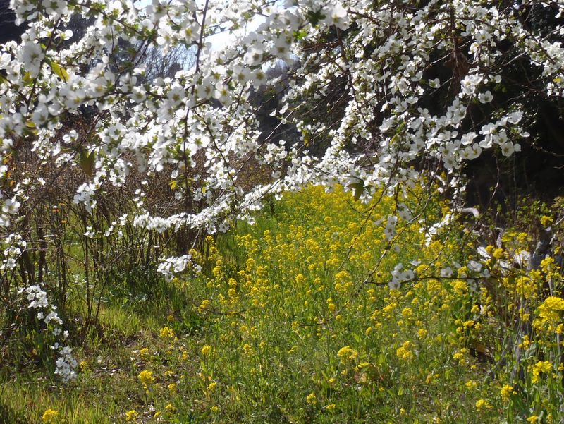 また撮ってしまった、ユキヤナギ