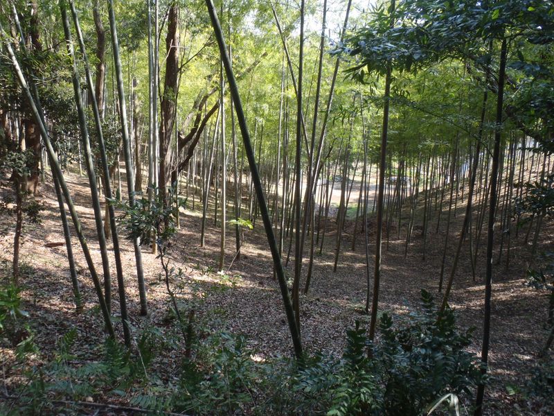 竹林には必ず注意書きがある