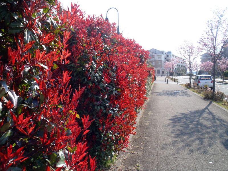 ベニカナメモチ