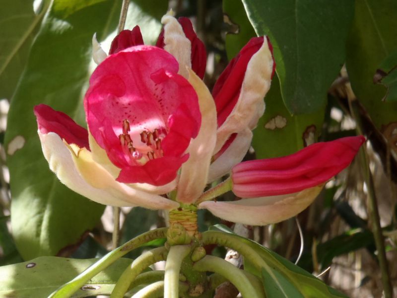 シャクナゲ咲き始め