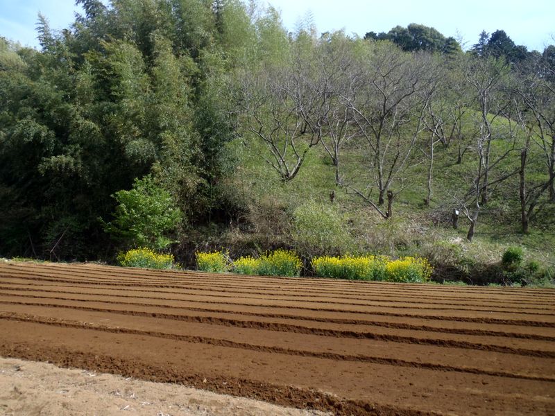 畑地で耕作の準備