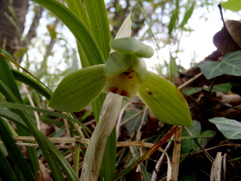 シュンランは終盤