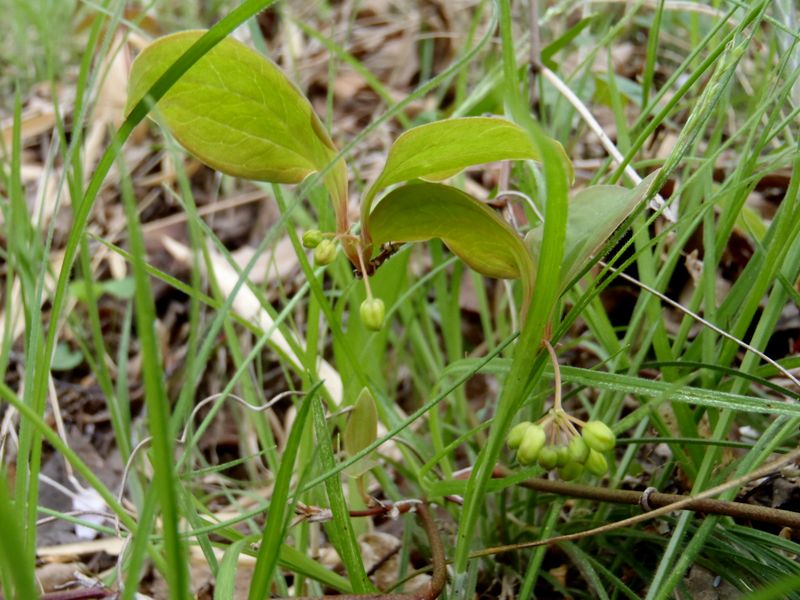 何でしょうか？